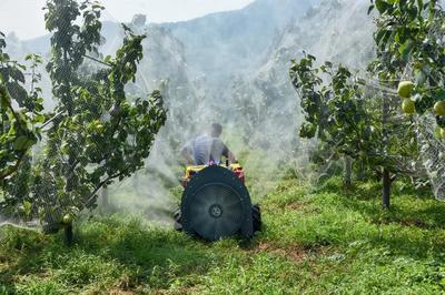 陳區鎮精心打造“一鎮一業”推進黃梨產業提檔升級，助力養生保健食品發展
